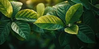 Image result for Psychotria auxopoda