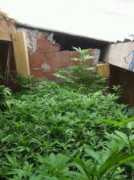 Montréal en lumière, montreal, quebec. Manque De Lumiere D Azote Diagnostic Cannaweed