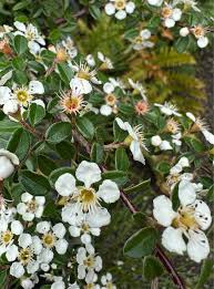 Image result for Cotoneaster