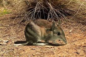 Twitter Australian Native Animals Unique Animals Endangered Animals