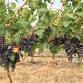 Wine Tasting