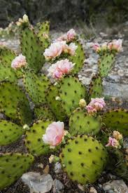What fruits or vegetables offer you can learn more about how we ensure our content is accurate and current by reading our. Growing And Caring For A Prickly Pear Cactus Prickly Pear Cactus Cactus Flower Prickly Pear
