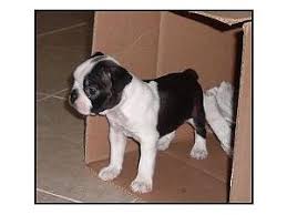 1,067 likes · 5 talking about this · 4 were here. Boston Terrier Puppies For Sale