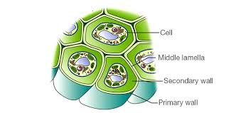 The plant cell wall is a polymeric mesh consisting of cellulose, hemicellulose, pectin and protein. Cell Wall Definition Cell Wall Function Cell Wall Layers