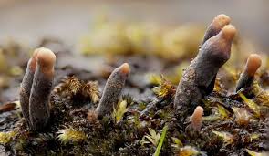 It is a common inhabitant of forest and woodland areas, usually growing from the bases of rotting or injured tree stumps and decaying wood. Xylaria Polymorpha Dead Man S Fingers Fungus