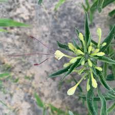 Image result for Clerodendrum ternatum