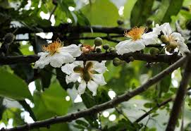 Image result for Caloncoba