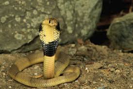 What you need to know when you're on the go. A Loose Venomous Cobra Is Terrorizing This Texas Suburb