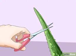 How do you trim an aloe vera plant? How To Extract Aloe Vera 7 Steps With Pictures Wikihow