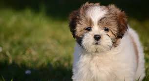The cheapest offer starts at £700. Lhasa Apso The Little Dog Packed With Personality The Happy Puppy Site