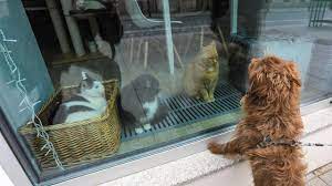 Season 1 of alerte enlèvement premiered on october 30, 2018. Covid 19 Le Variant Anglais Detecte Pour La Premiere Fois Chez Des Chiens Et Des Chats Lci