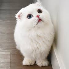 Sevimli Canlilar Cute Living Things Panosundaki Pin