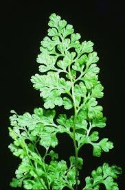 Image result for Anogramma leptophylla