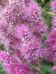 Image result for Spiraea douglasii