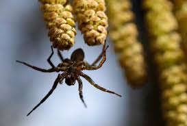 Schaben, käfer, heuschrecken, kleine amphibien, kleine reptilien. Lagerhalle Geraumt Giftige Spinne Sorgt Fur Grosseinsatz Von Polizei Und Feuerwehr Kolnische Rundschau