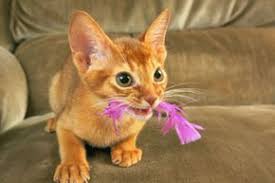 Even the cutest indoor cats also manage to cause trouble inside. Home Remedies For Cats With Ear Mites Howstuffworks