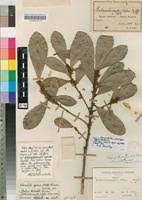 Image result for Synsepalum passargei