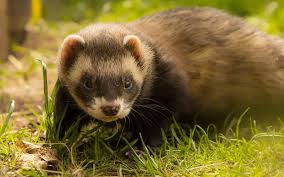 What Can I Feed My Ferret Squeaks And Nibbles