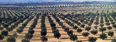 Bnc Commerce Tunisian Exporter Of Food Products Tunisia Olive Tree Aerial