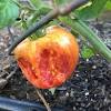 Deer, birds, squirrels, raccoons are eating tomatoes. 1