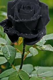 Black and blue flowers wallpaper flowery wallpapers pinterest. Black Rose Wallpaper By Skybluemeta597 D1 Free On Zedge