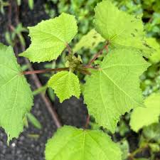 Image result for Triumfetta digitata