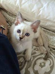 Javanese Kitten Cats And Kittens Cat Breeds Cute Cat