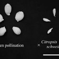 Image result for Citropsis