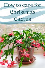 Christmas Cactus Care Christmas Cactus Care Christmas Cactus Cactus Care