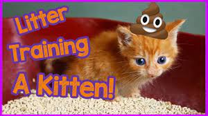 Kittens simply really need a lot of love. How To Litter Train A Kitten Fast Kitten Care 101 Youtube