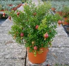 Whiteflies, mealybugs, scale and leafrollers are also insect pests that can cause leaf curl. How To Grow Pomegranate Tree In Pot Growing Pomegranates In Containers