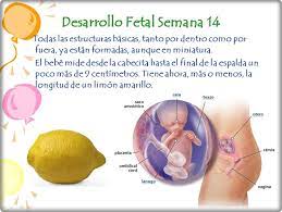 Semana 14 De Embarazo Padres