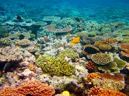 Great Barrier Reef New7wonders Of Nature