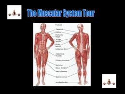 But, above all, these muscles are of great physiological importance. Muscles Of The Torso Upload 8 21 Muscles Of The Torso Worksheet Ppt Download