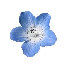Gallery For Flower Tumblr Transparent Blue Liked On Polyvore Featuring Flowers Flores