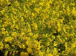 Image result for Macledium humilis