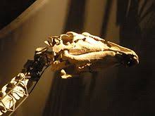 Ouranosaurus is a dinosaur which lived during the early cretaceous period or about 112 to 125 million years ago. Ouranosaurus Wikipedia