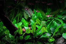 The grower only needs a portion of root with a notes: Cryptocoryne Wendtii Green Im Topf