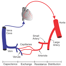 Superior and inferior vena cavae and the coronary sinus 2. Cv Physiology Systemic Circulation