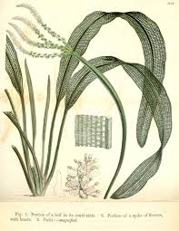 Image result for Syngonanthus robinsonii