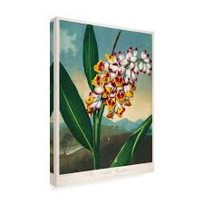 Image result for Renealmia