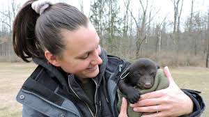 Black bears are being checked by biologists, here's what they found