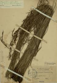 Image result for Rhynchospora rugosa