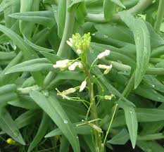 Image result for Turritis glabra