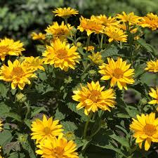 Proven winners® perennials hardiness zone: Tuscan Gold Heliopsis Garden Crossings