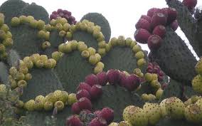 Tunas En Tenoshtitlan Mexico