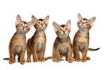 How much does a Abyssinian cat cost? - AbyssinianCat.org