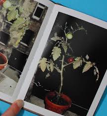 Bildergebnis für Roman Schramm