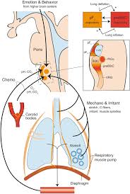 Перевод слова respiratory, американское и британское произношение, транскрипция, словосочетания, однокоренные слова, примеры использования. Physiology Of The Respiratory Drive In Icu Patients Implications For Diagnosis And Treatment Critical Care Full Text