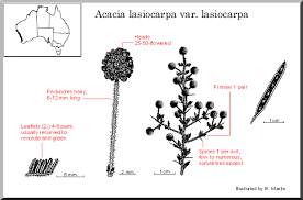 Image result for Acacia lasiopetala